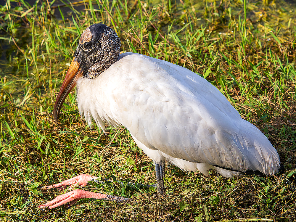 Waldstorch