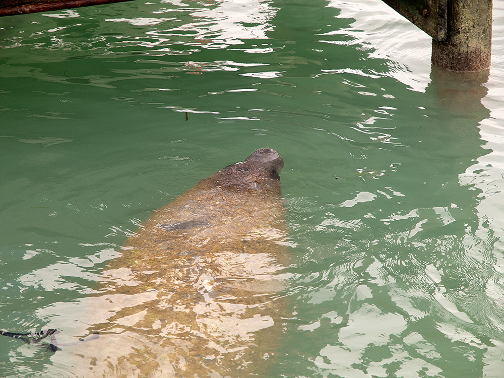 Manatee