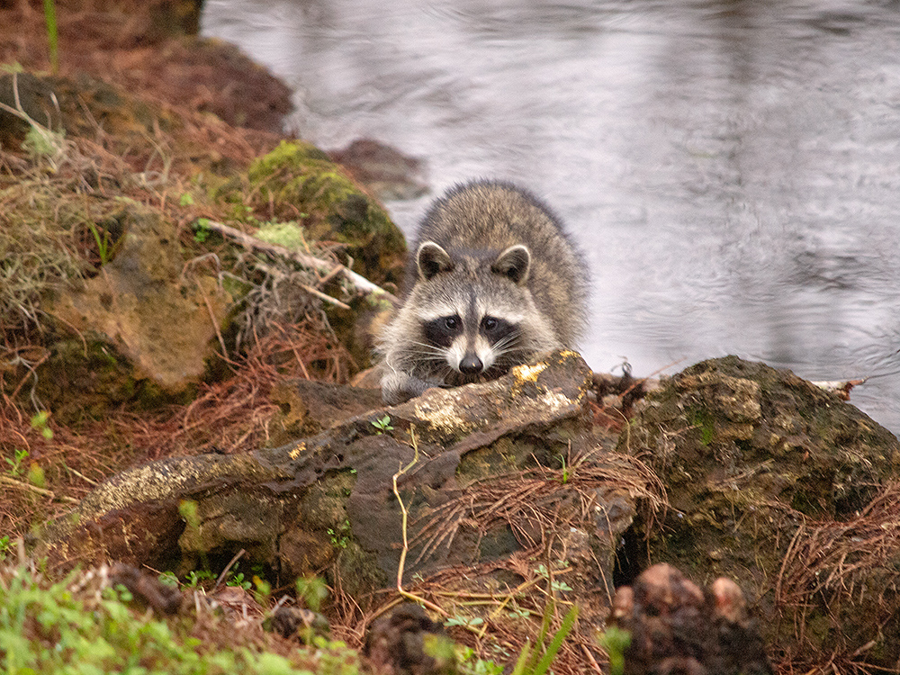 Waschbär