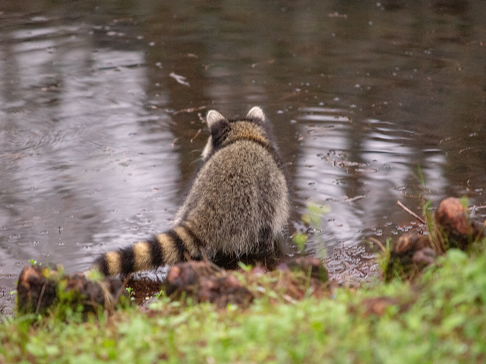 Waschbär