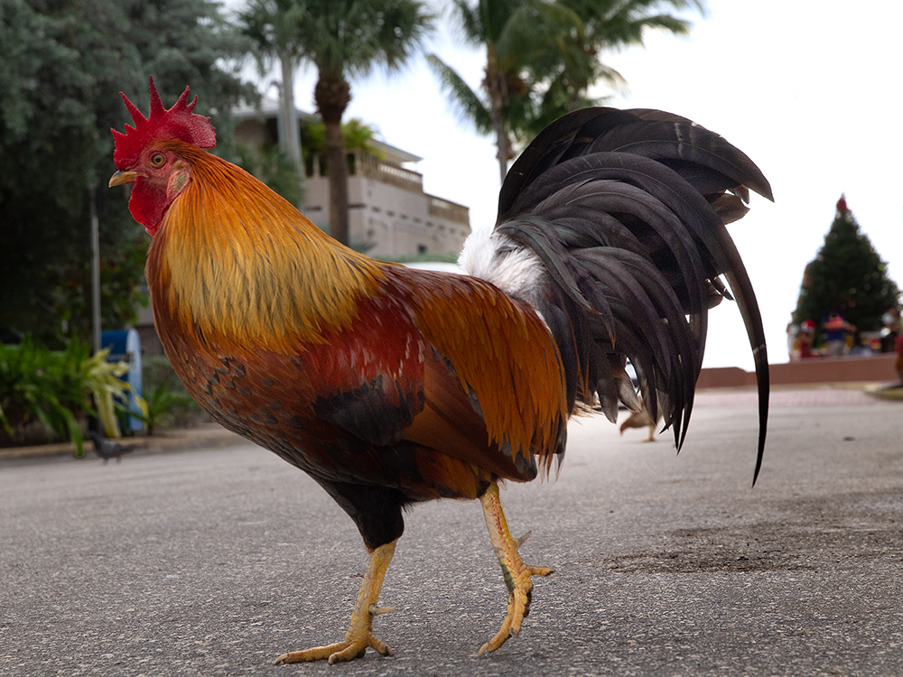 Key West Cock