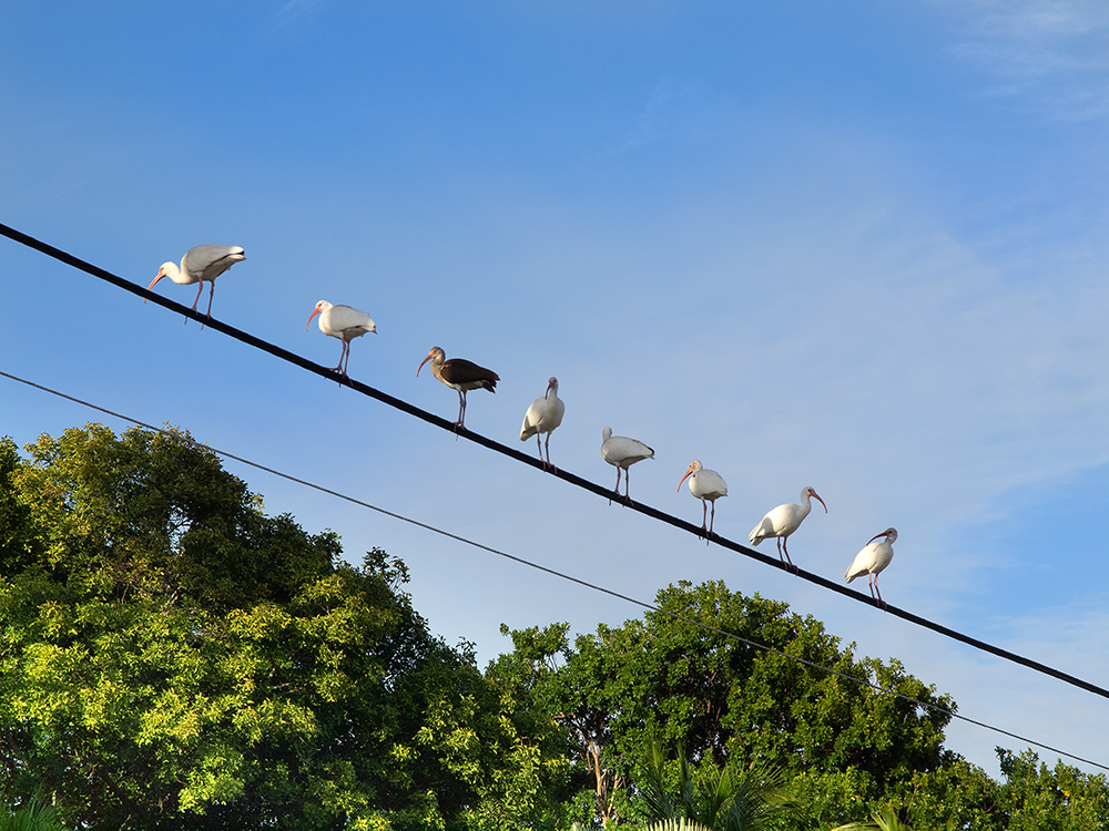 Bird Row