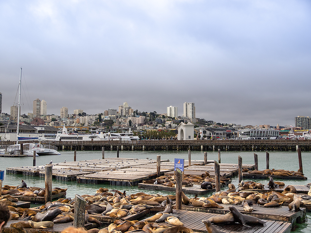 Pier 39 Overview