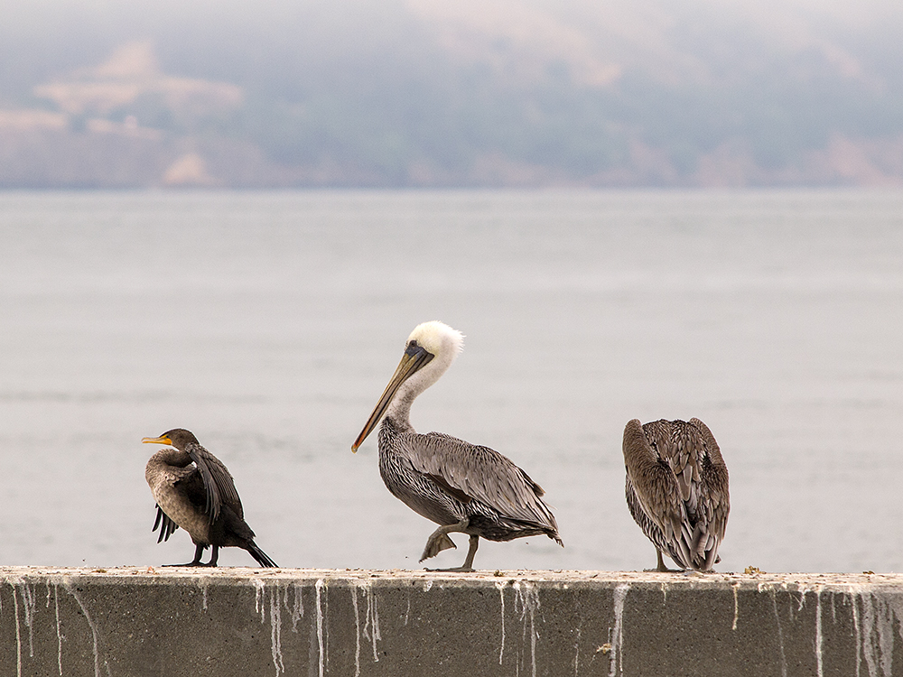 Seabirds