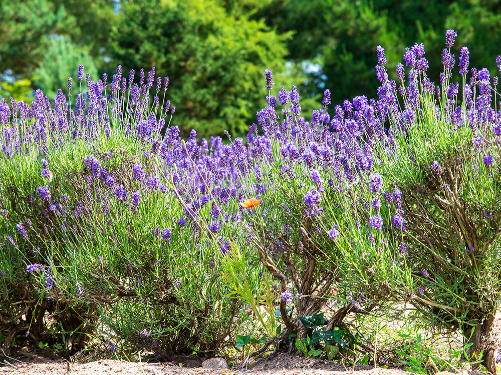 Lavender