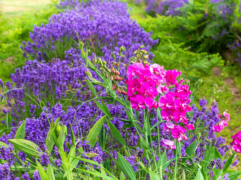 Flower Lavender