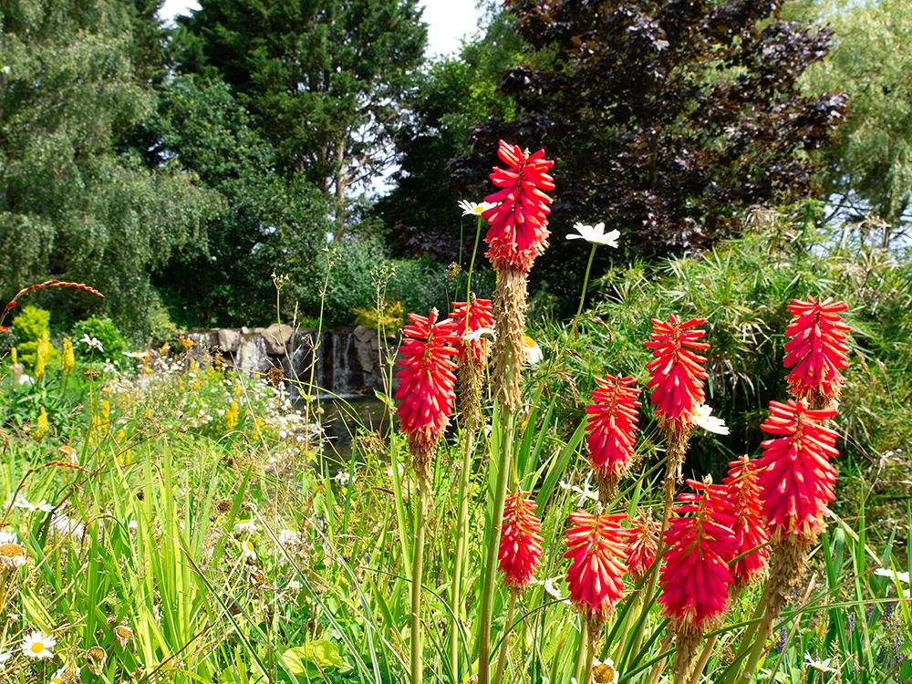 red Flowers