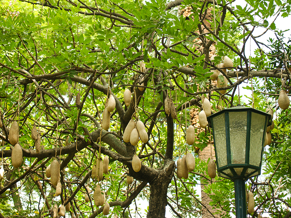 Leberwurstbaum