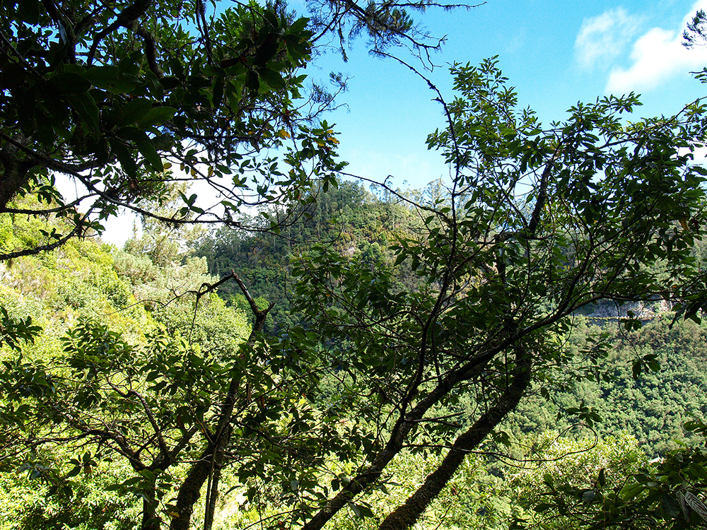 Levada Ausblick