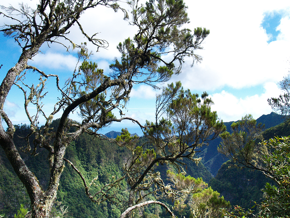 Levada Ausblick