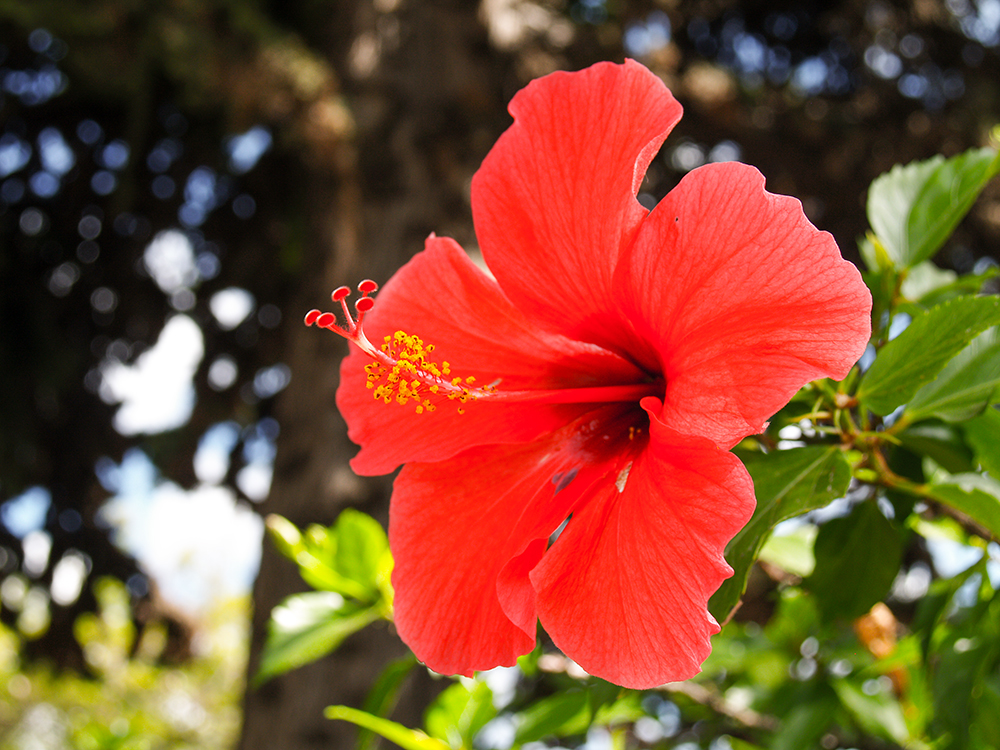 Casino Funchal Flower