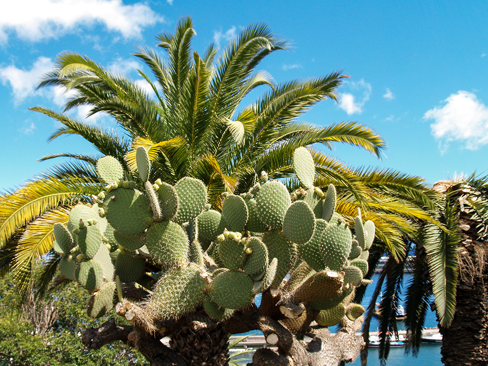 Opuntia