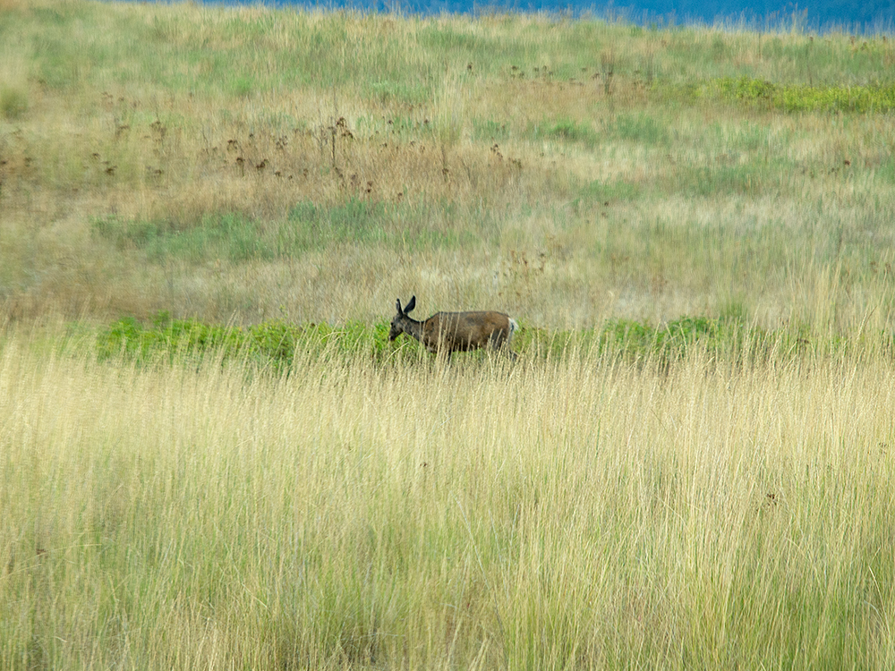 White tailed Deer