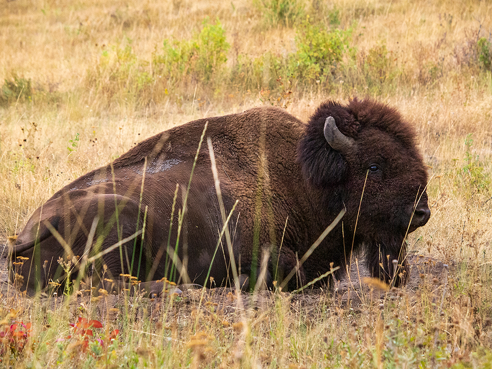 Bison