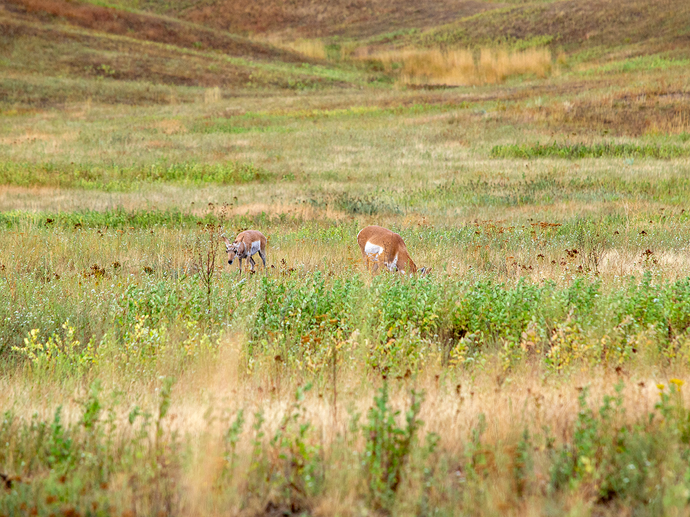 Pronghorn