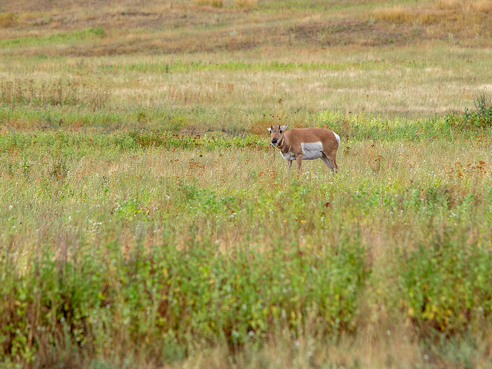 Pronghorn