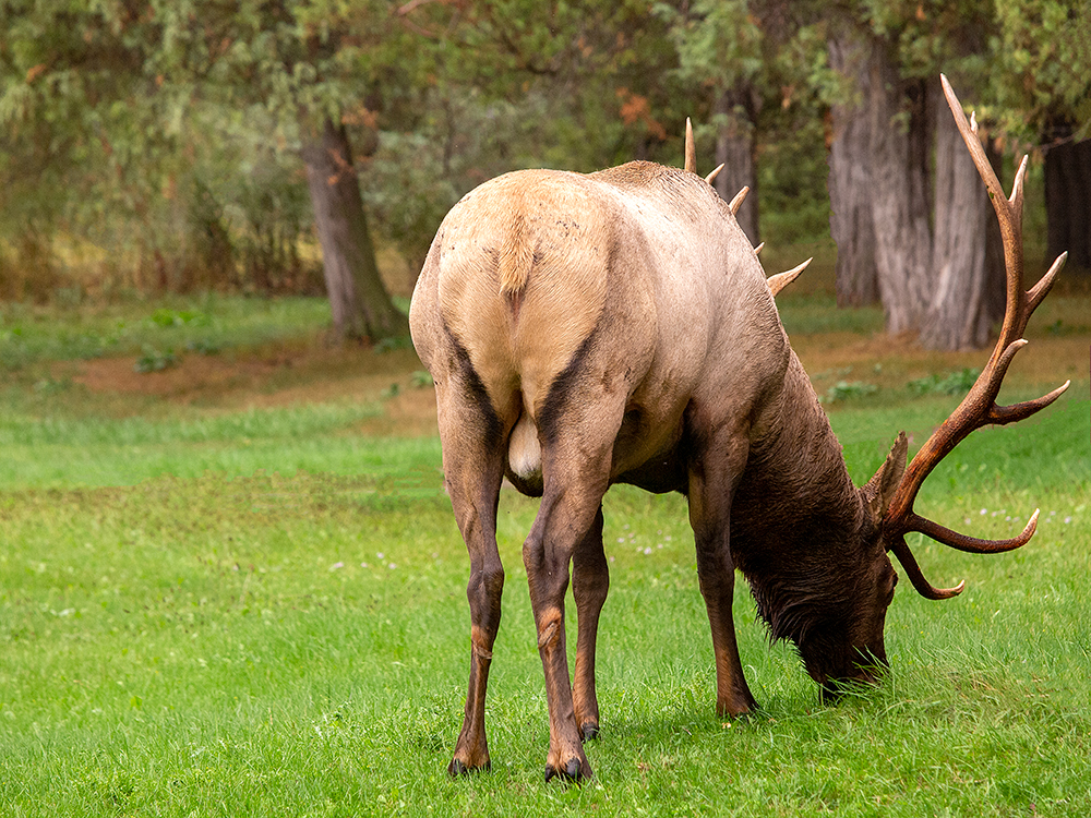 Elk