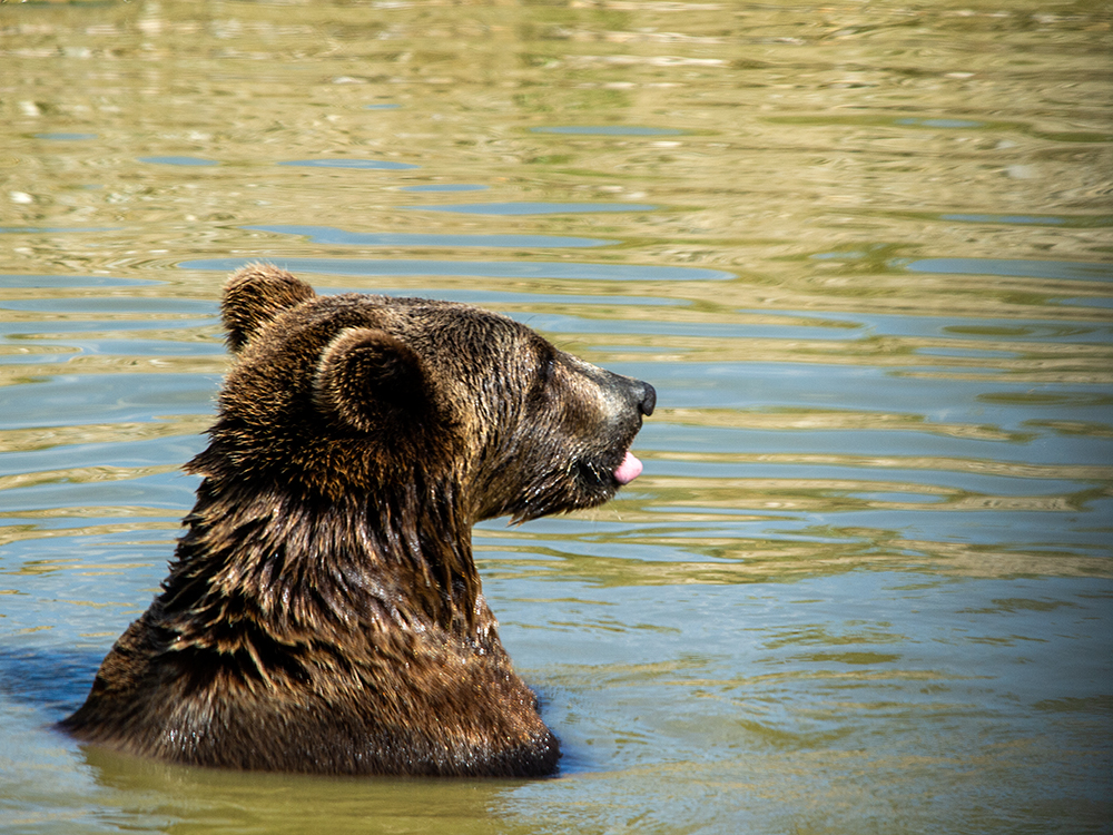 Black Bear