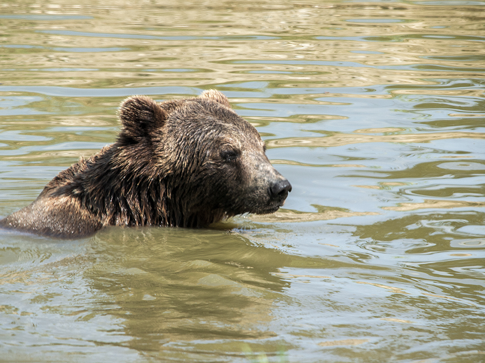 Black Bear