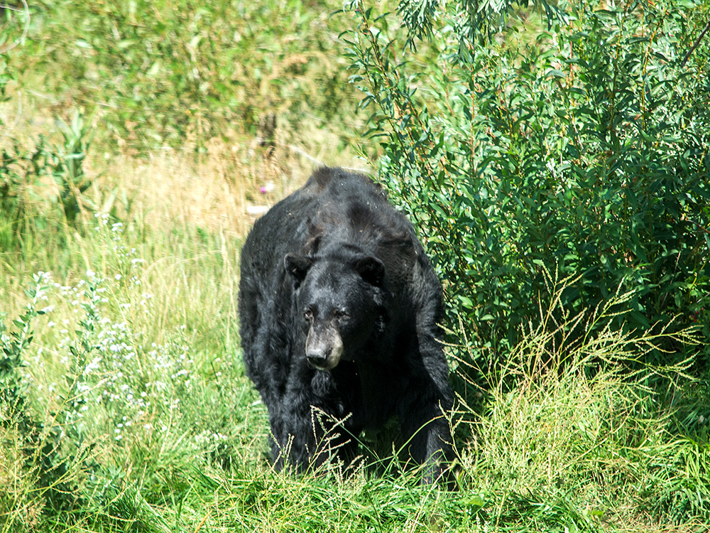 Black Bear