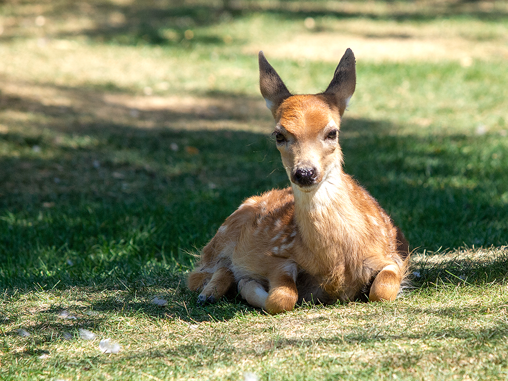 Deer