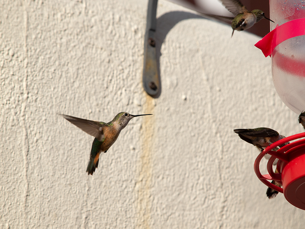 Colibri