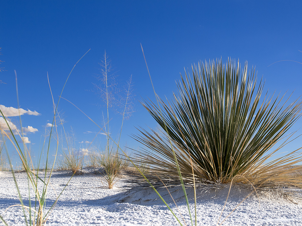 White Sands Plant