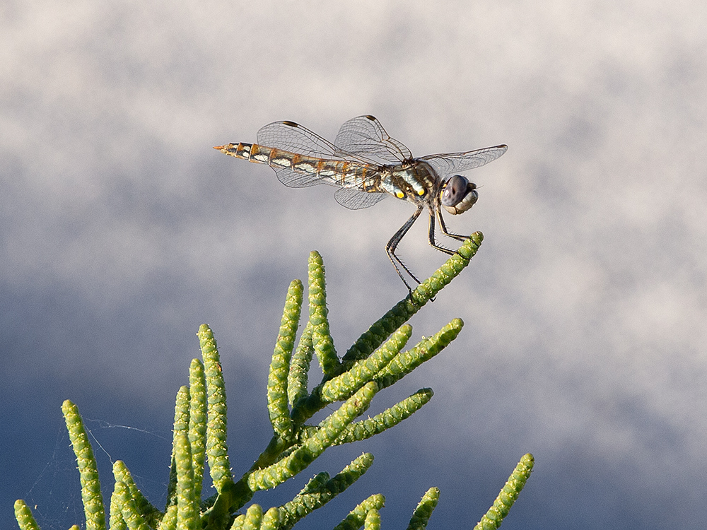 Dragonfly