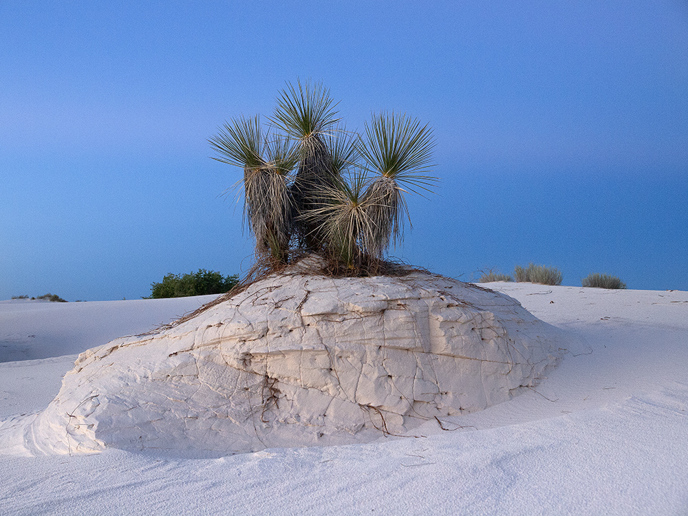 White Sands Plant