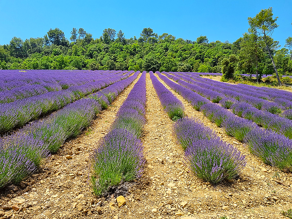 Lavendel