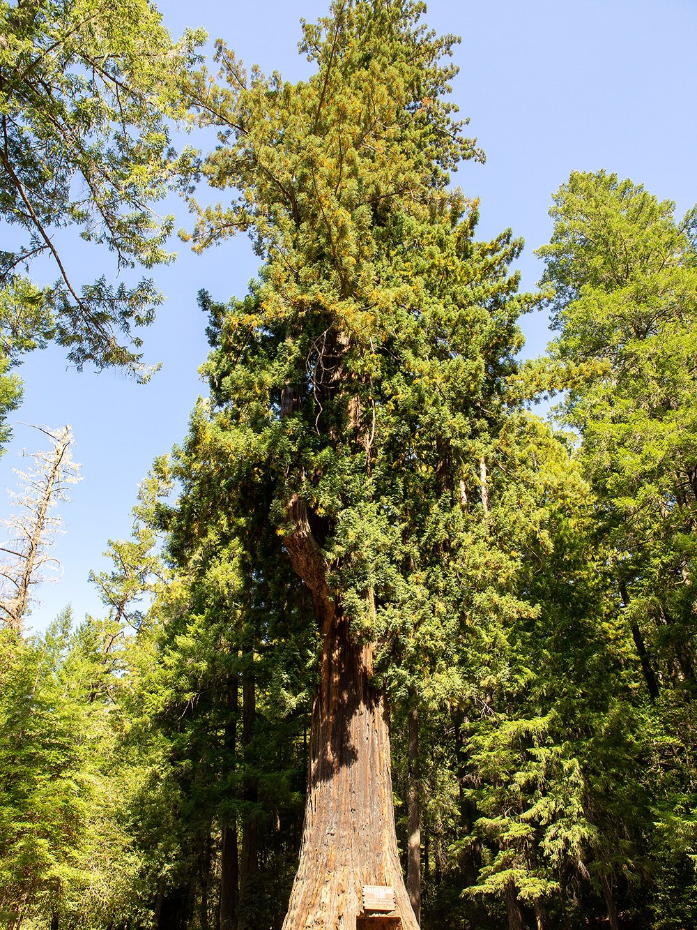 Sequoia sempervirens