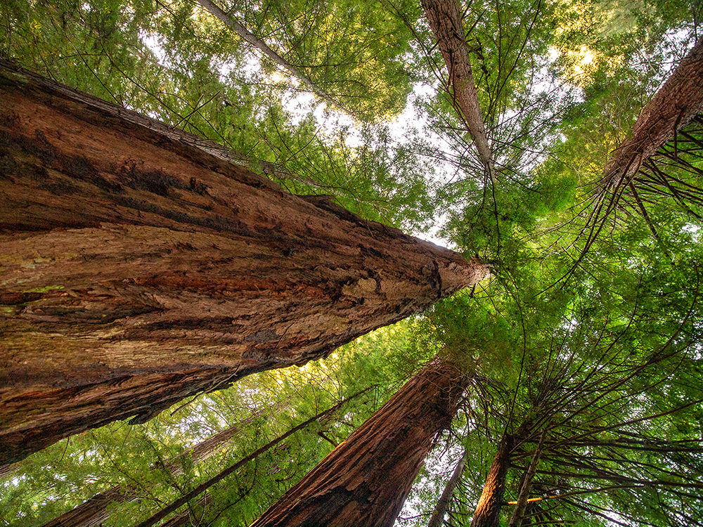 Sequoia sempervirens