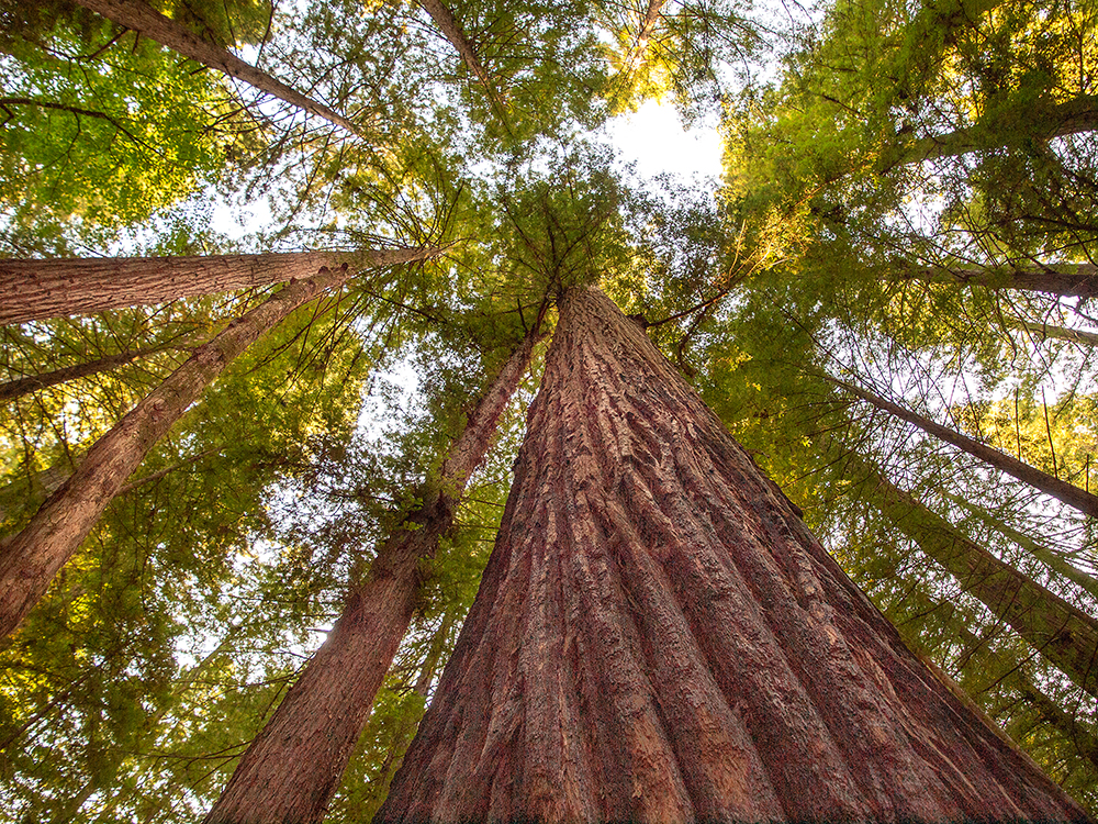 Sequoia sempervirens