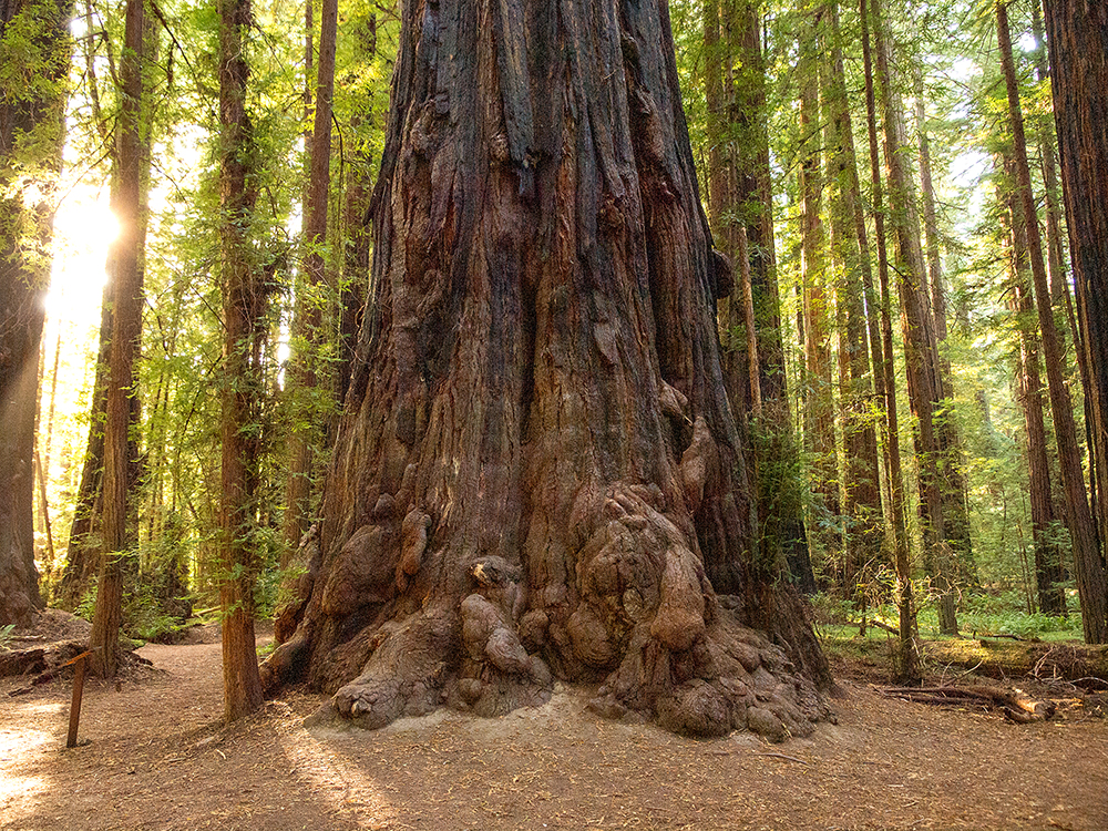 Sequoia sempervirens