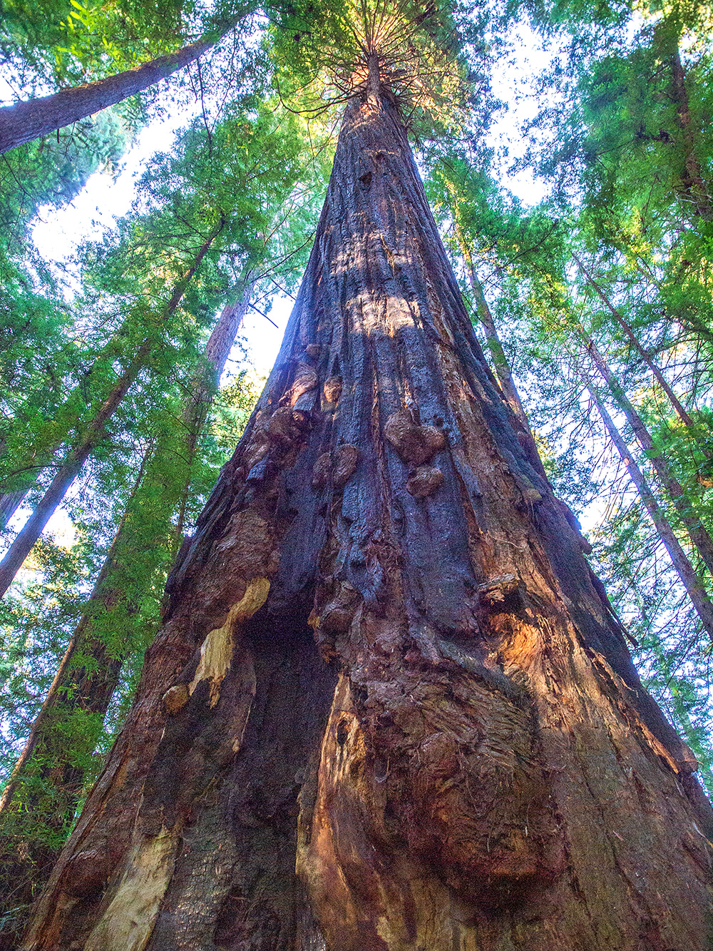 Sequoia sempervirens