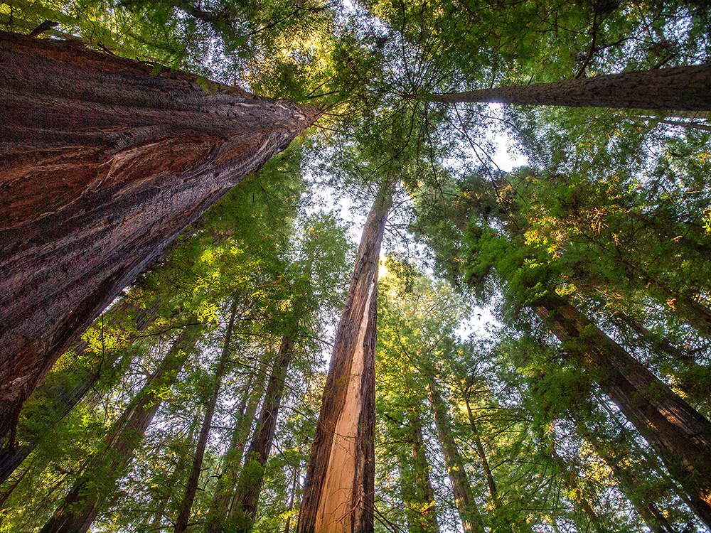 Sequoia sempervirens