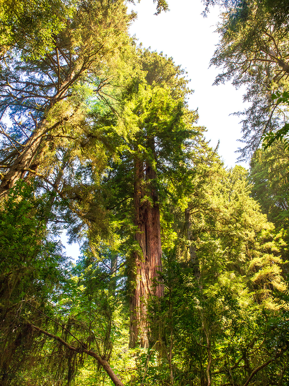 Sequoia sempervirens