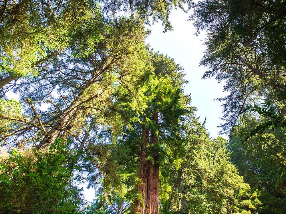 Sequoia sempervirens