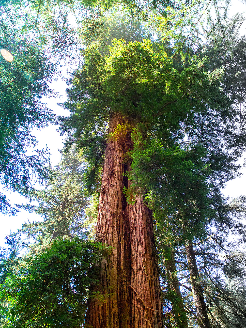 Sequoia sempervirens