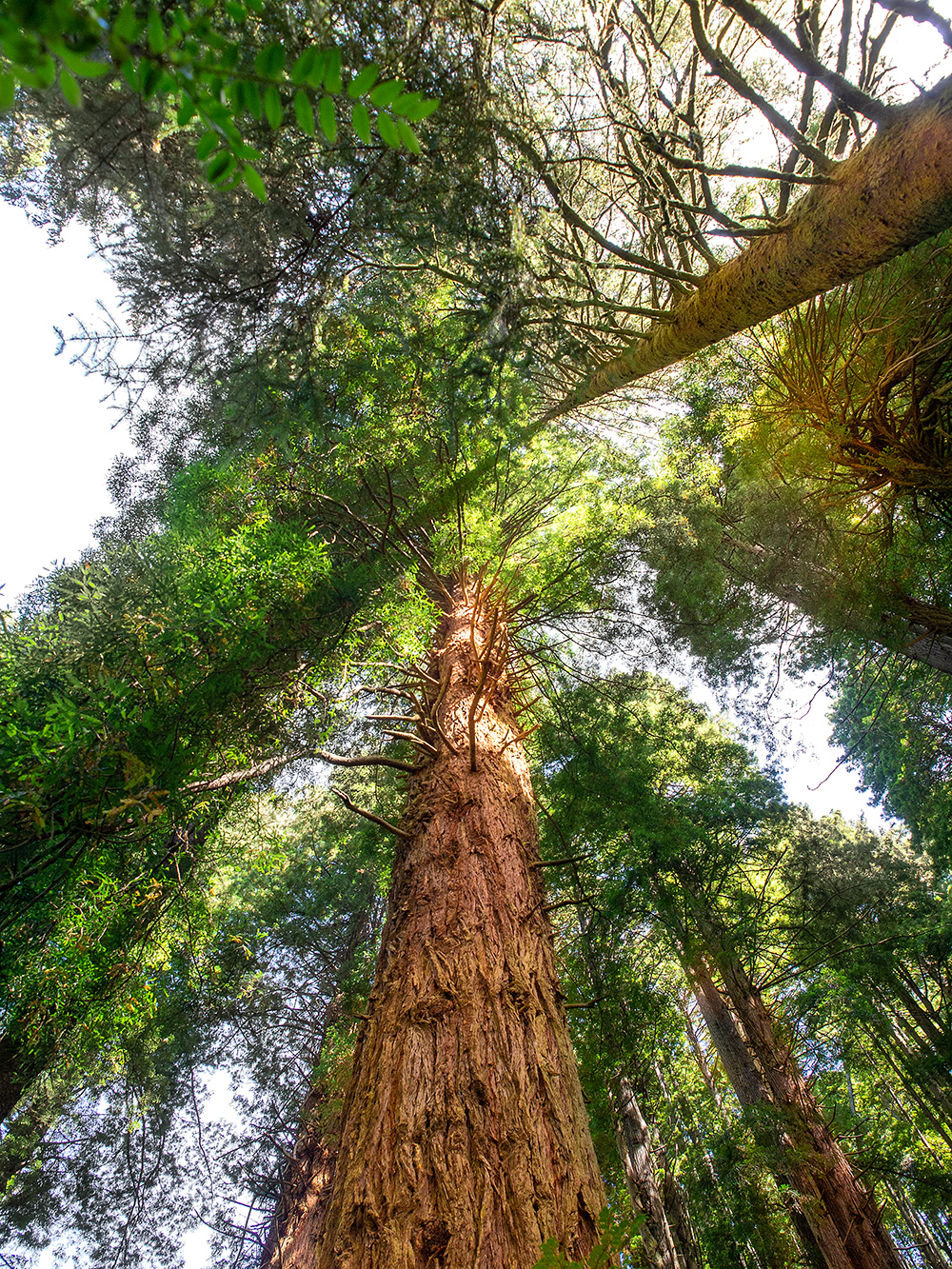 Sequoia sempervirens