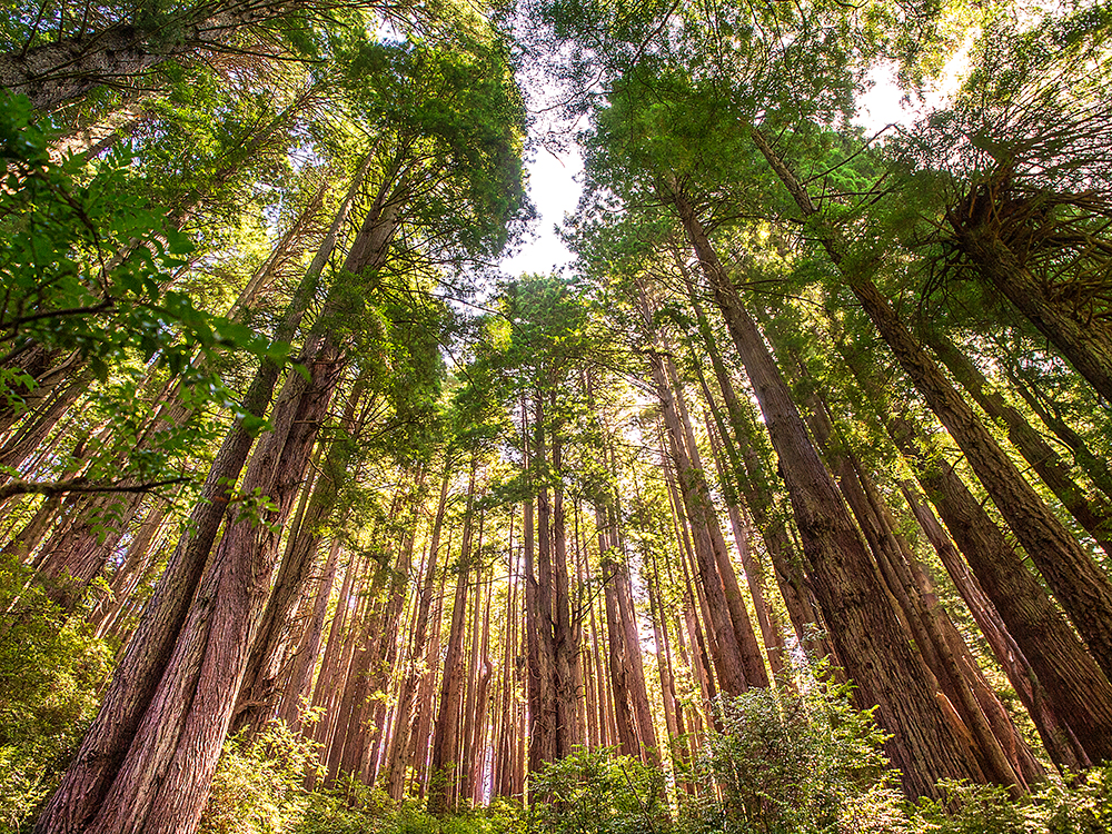 Sequoia sempervirens