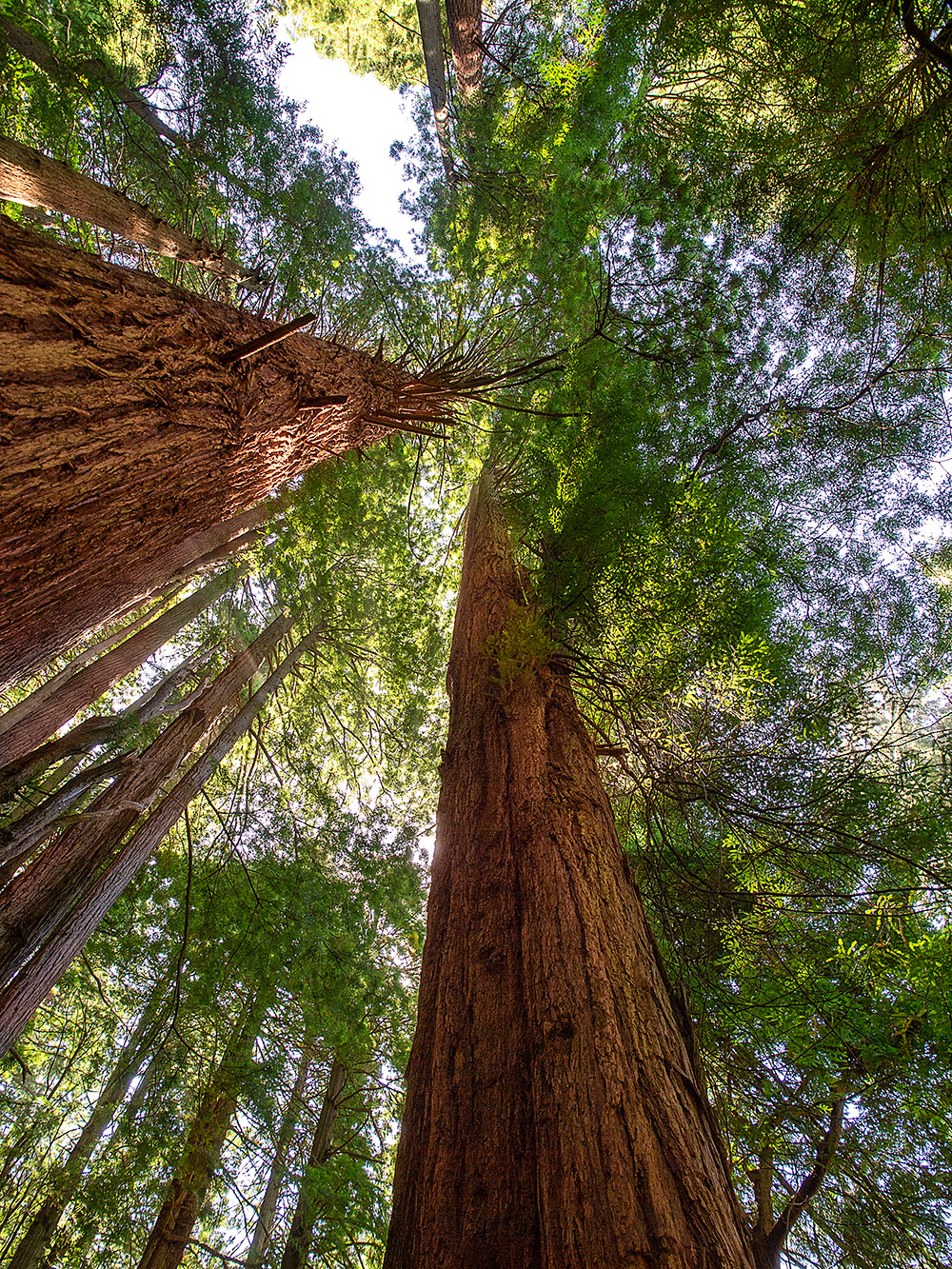 Sequoia sempervirens