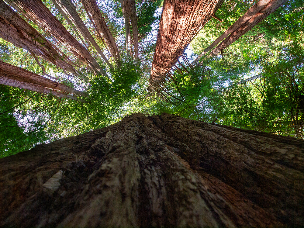 Sequoia sempervirens