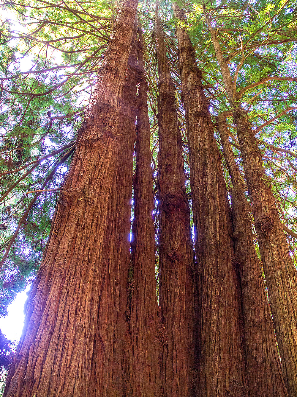 Sequoia sempervirens