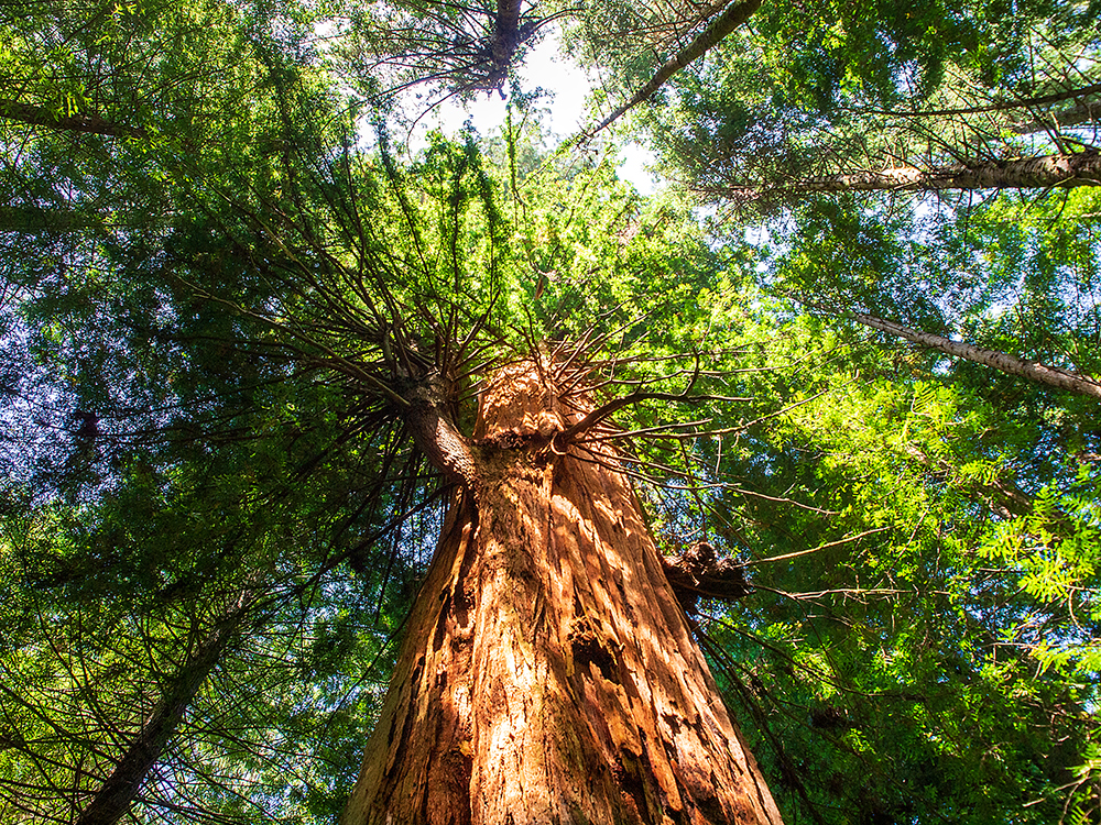 Sequoia sempervirens