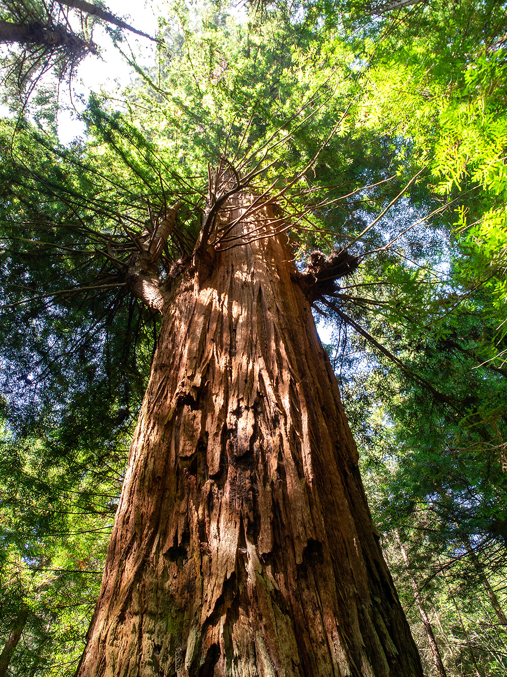 Sequoia sempervirens