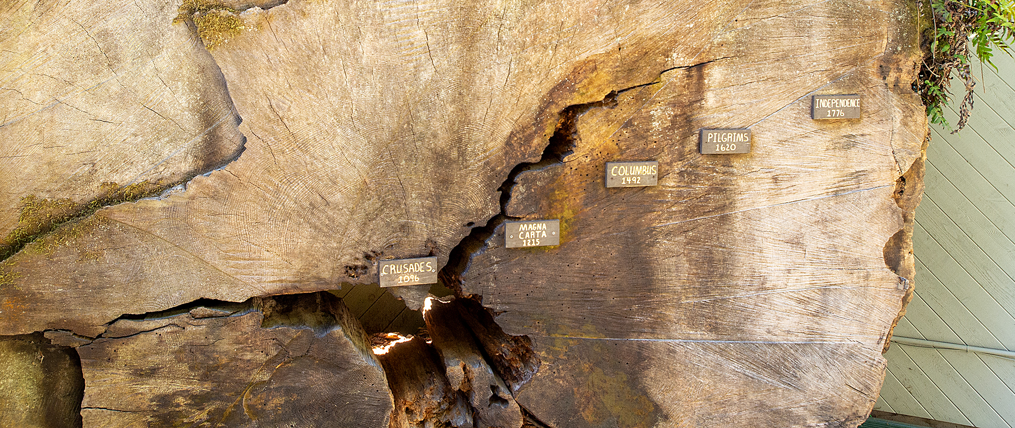 Sequoia sempervirens