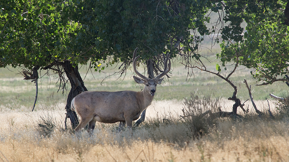 Mule Deer