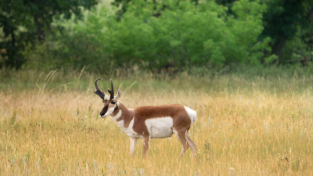 Pronghorn