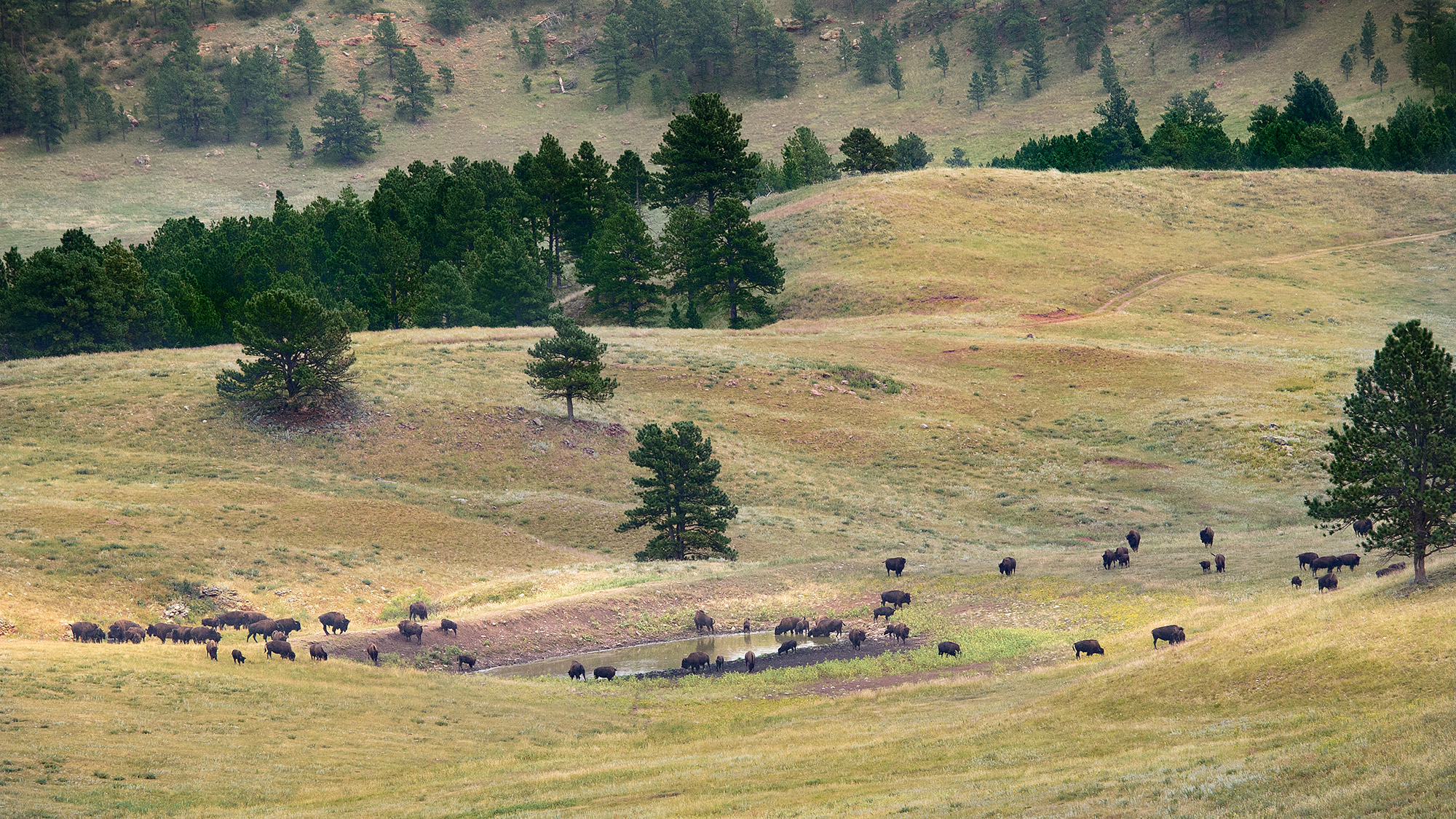 Buffalo Rest